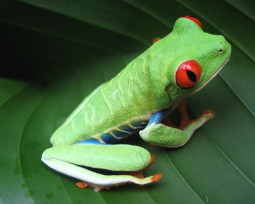 Frog