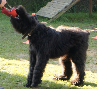 Guss