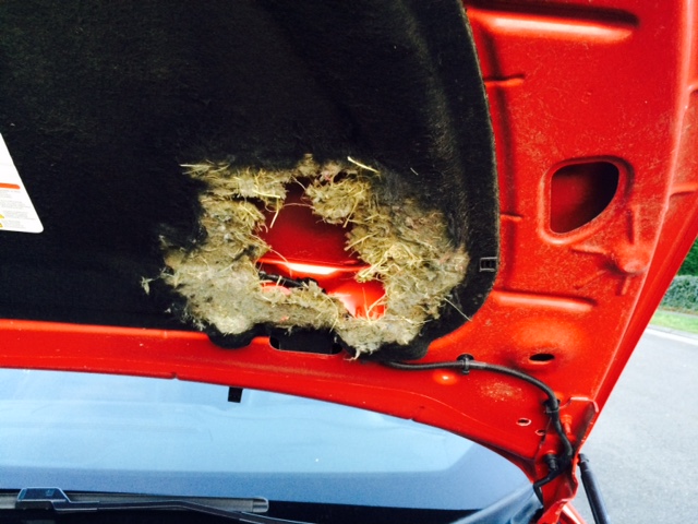 Fouine or not fouine ?